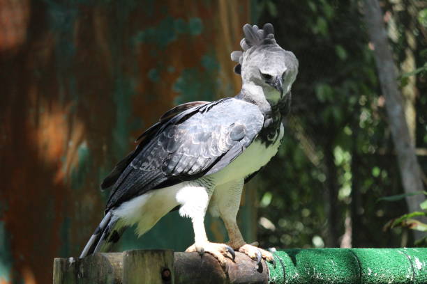 Panama City, Panama The beautiful Harpy Eagle in Gamboa of Panama and the Blue Morpho Butterfly harpy eagle stock pictures, royalty-free photos & images