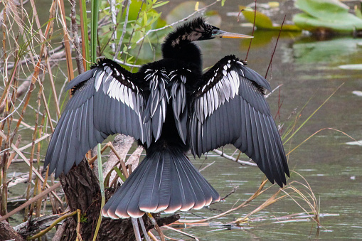Anhinga with Wings Spread in the Florida Everglades