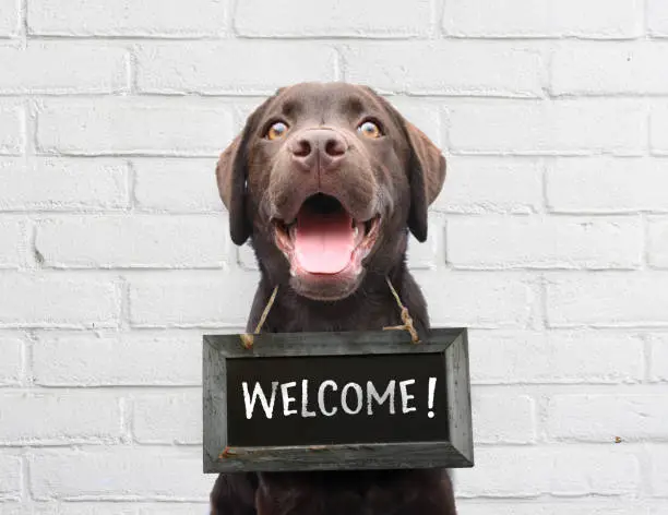 Photo of Happy dog with chalkboard with welcome text says hello welcome were open against white brick outdoor wall