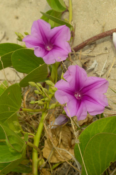 istock Beach morning glory or goat's foot (Ipomoea pes-caprae) 1090311576