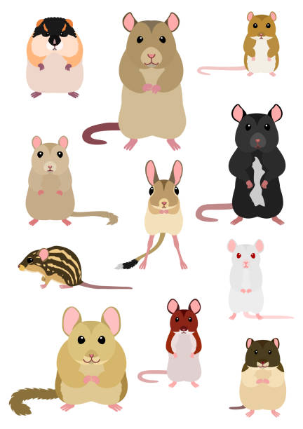 ilustraciones, imágenes clip art, dibujos animados e iconos de stock de colección de razas de ratones - gerbil