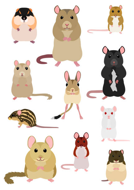 collection of mice breeds collection of mice breeds gerbil stock illustrations