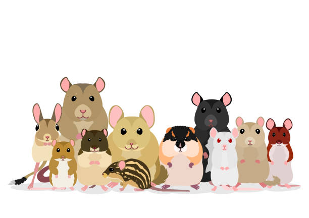 group of mice group of mice gerbil stock illustrations
