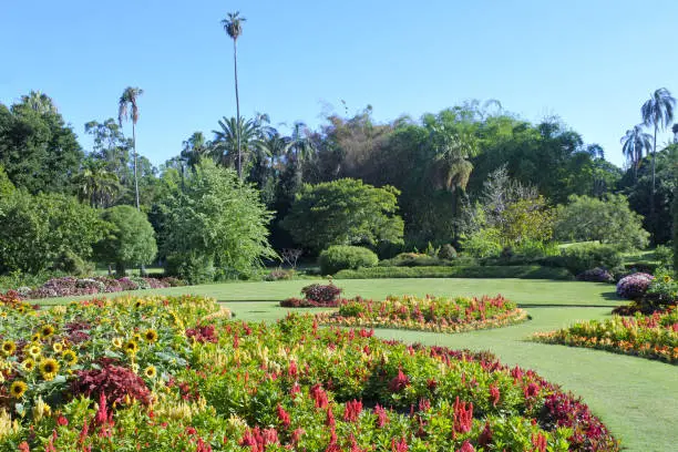 Flower gardens in Brisbane Botanic Gardens in Queensland, Australia