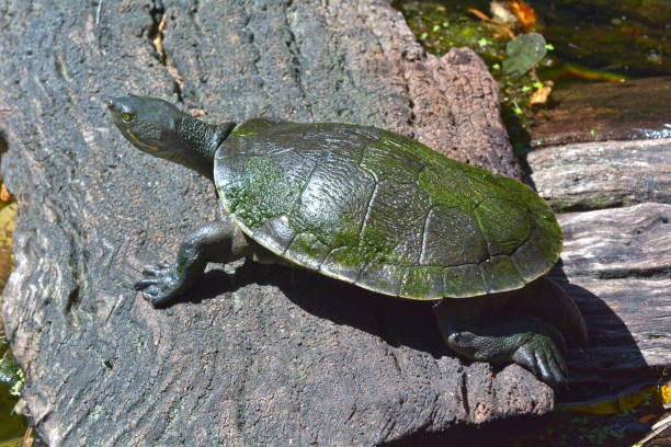 tortue d’eau douce australienne - turtle photos et images de collection
