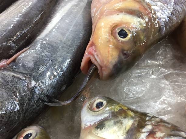 рыба ест рыбу на свежем рынке, бангкок, таиланд - fish food raw ice стоковые фото и изображения