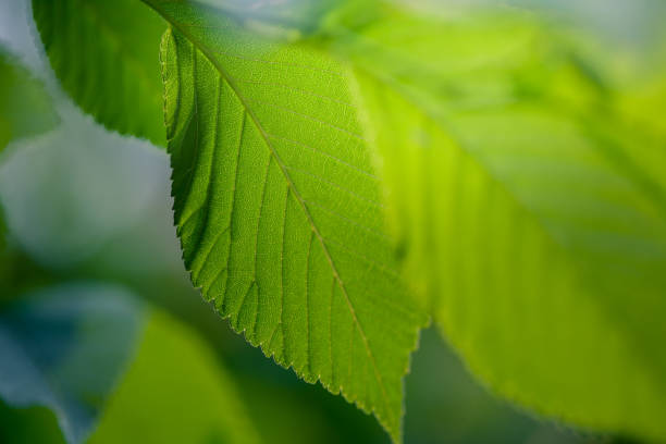 istock Beautiful green leaves lighten from behind 1090328838