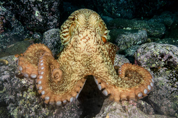 istock North Pacific Giant Octopus Underwater in Japan 1090334234