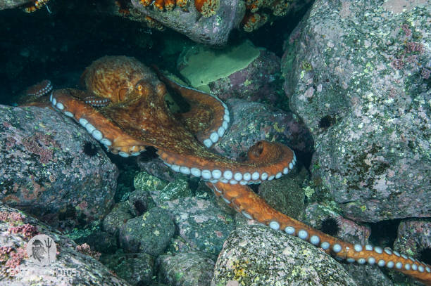 istock North Pacific Giant Octopus Underwater in Japan 1090334254