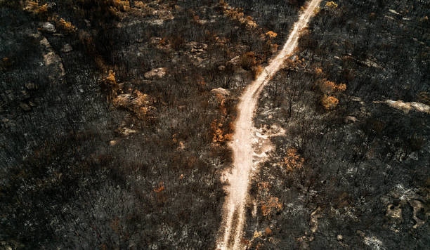 After the bush fire, charred remains of the earth landscape stock photo