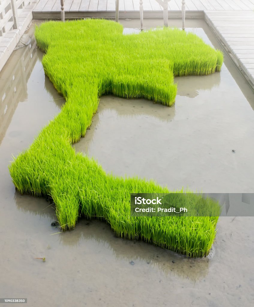 Map Board With Rice Rice Field In Thailand Map Shape Stock Photo - Download Image Now ...