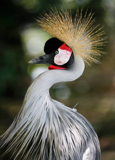 istock Bird resting in the wild life park 1090338776