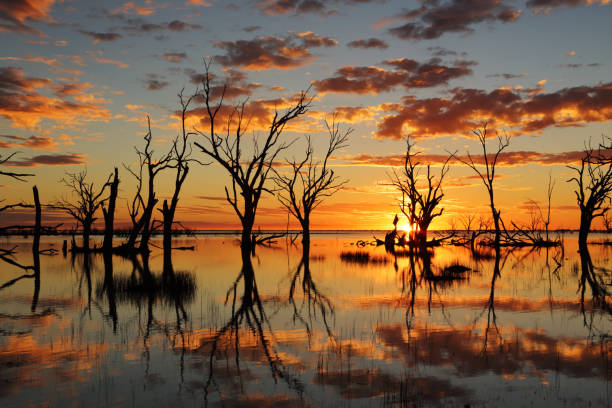 Vivid sunset dead trees in Lake Menindee