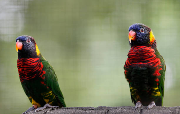 istock Bird resting in the wild life park 1090340088