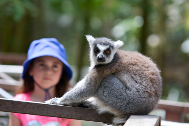 Young girl looking at Ring-tailed lemur Primate Young girl (age 8-9) looking at Ring-tailed lemur Primate looking at the camera. lemur madagascar stock pictures, royalty-free photos & images
