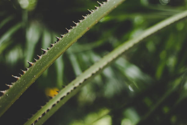 istock Serrated, thorny stems of palm tree 1090340486