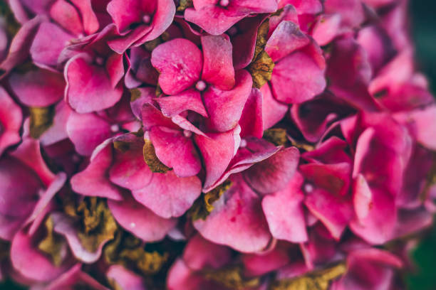istock full frame shot of red morning glory 1090340586