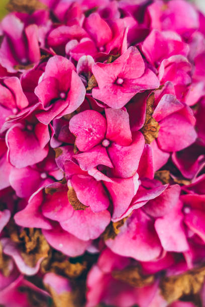 istock full frame shot of red morning glory 1090340590