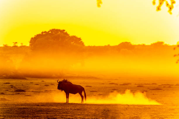 Wildebeest standing in dusty Kalahari dawn A blue wildebeest or gnu walking in the Ayoub river bed in the Kalahari desert at dawn. botswana stock pictures, royalty-free photos & images
