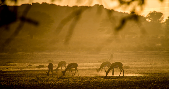 Springbok antelope searching for food in sparsely vegetated Kalahari desert