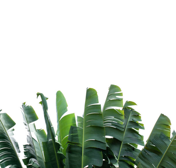 istock Banana leaves isolated on white background 1090340804