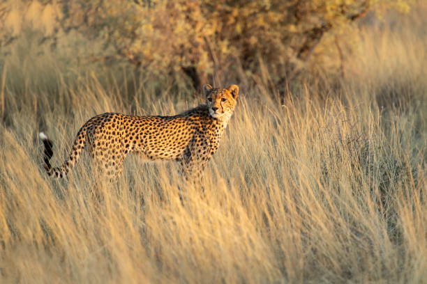 jeune guépard sur la chasse dans le kalahari - kalahari gemsbok national park photos et images de collection