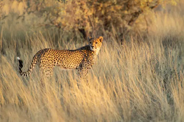 A young cheetah scanning the bush on a hunt in the Kalahari desert