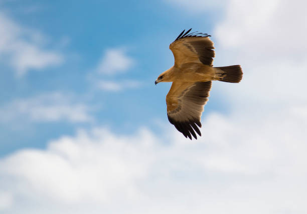 aquila fulvo in volo - kalahari gemsbok national park foto e immagini stock