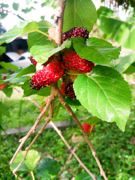 istock Mulberry fruit and green leaves 1090349240