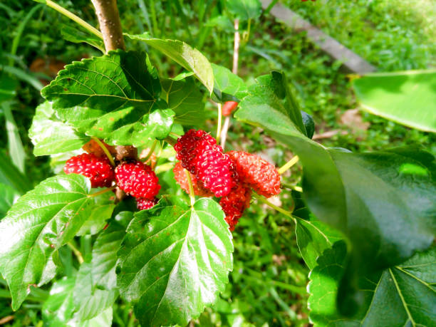 istock Mulberry fruit and green leaves 1090349266
