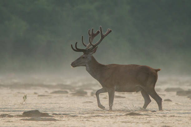 istock Red deer (Cervus elaphus) stag in the water. Bieszczady Mountains. Poland 1090349332