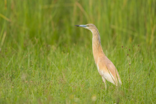istock Squacco heron / Ardeola ralloides 1090353012