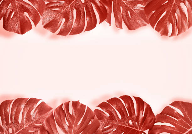 istock Creative tropical background with monster leaves pattern. Tinted in coral colors 1090355254