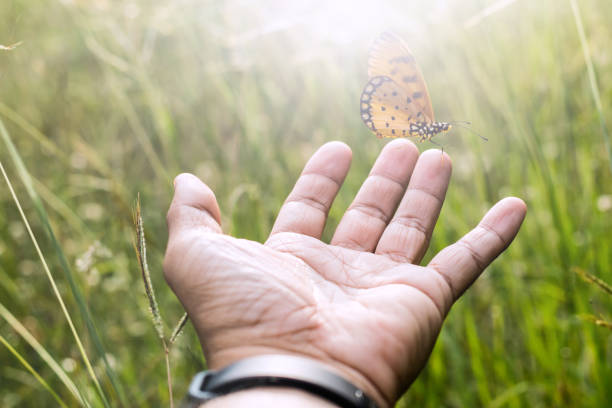 istock Butterfly on man's hand with green grass 1090357152