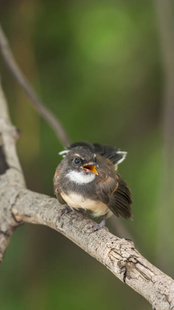 istock Bird (Malaysian Pied Fantail) in a nature wild 1090357982