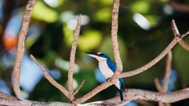 istock Bird (White-collared kingfisher) in a nature wild 1090358126