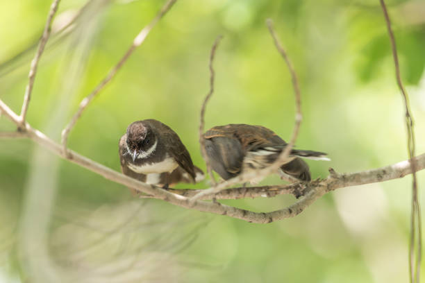istock Two birds (Malaysian Pied Fantail) in nature wild 1090358142