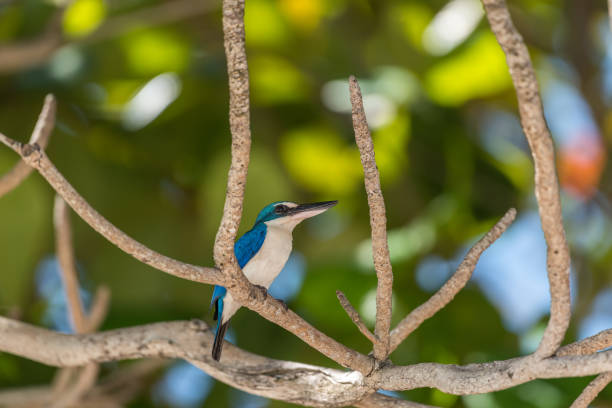 istock Bird (White-collared kingfisher) in a nature wild 1090358144