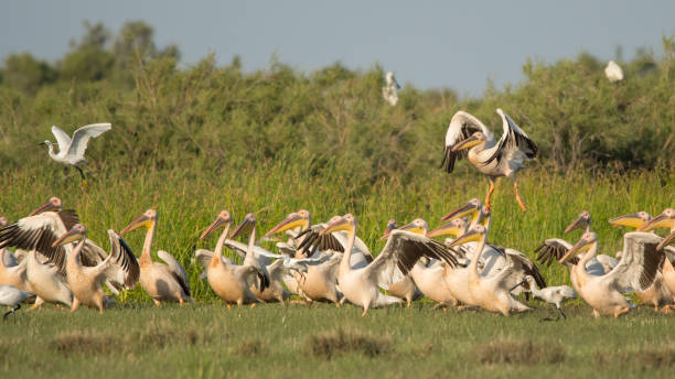 istock Great white pelican / Pelecanus onocrotalus 1090358258