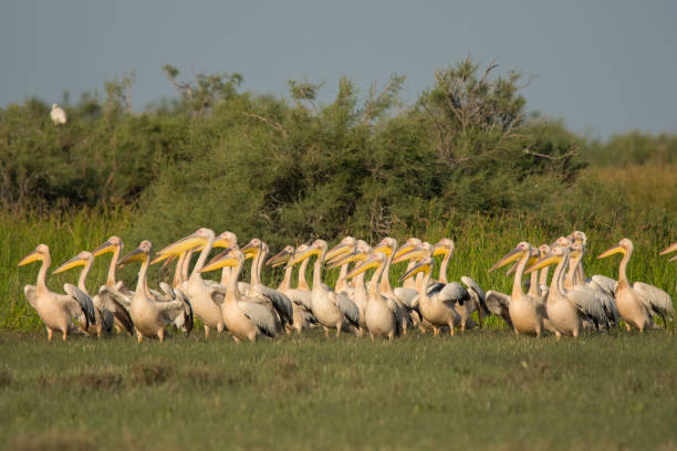 istock Great white pelican / Pelecanus onocrotalus 1090358260