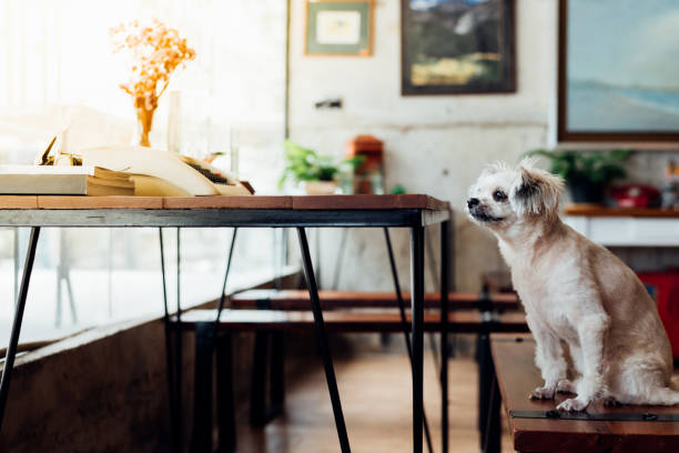 istock Dog sitting in cafe looking at something 1090359422