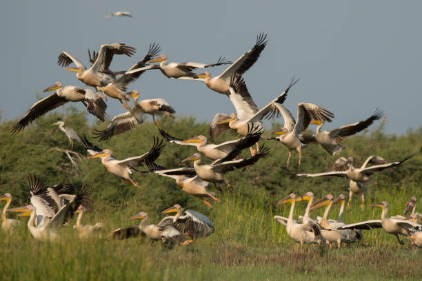 istock Great white pelican / Pelecanus onocrotalus 1090359834