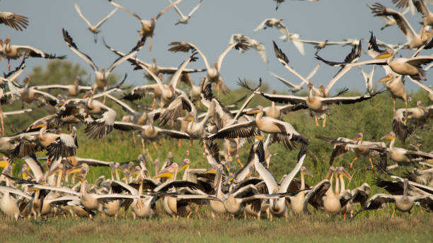 istock Great white pelican / Pelecanus onocrotalus 1090359840