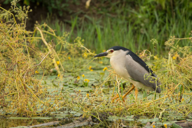 istock Black-crowned Night-Heron / Nycticorax nycticorax 1090362706
