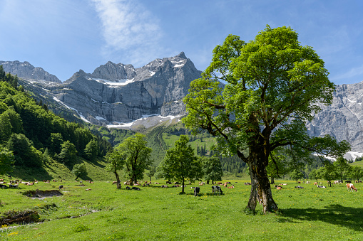 A unique botanical area with sycamore maple trees at the end of the valley Rißbachtal (European Alps, Karwendel, Austria).