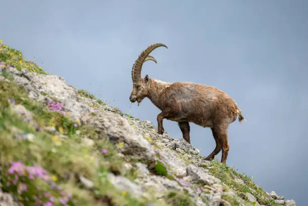 An alpine ibex at the mountain Sonnjoch (European Alps, Karwendel, Austria).