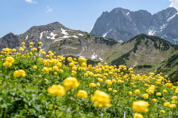 istock Karwendel, Globeflower, Trollius europaeus 1090366432