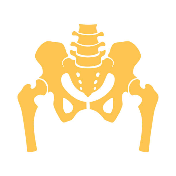 illustrations, cliparts, dessins animés et icônes de fragment de la structure du squelette humain. - human skeleton people human spine human bone