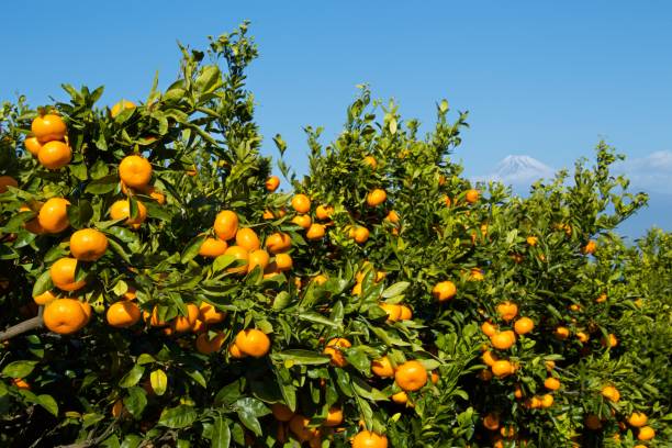 istock Mandarin orange orchard in Japan. 1090377798