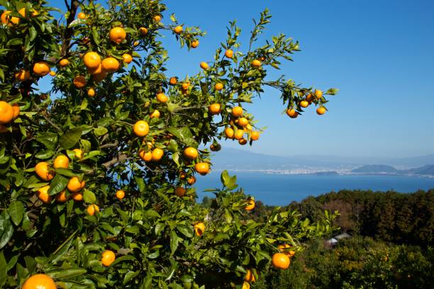 istock Mandarin orange orchard in Japan. 1090377824